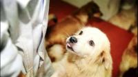 天津哪里可以免费领养流浪猫狗？