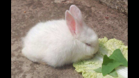 兔子一般吃什么食物？该如何搭配？