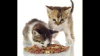 新手养猫，为什么不要经常给猫换粮？
