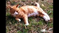 猫咪喜欢在有阳光的地方睡觉，它们为什么不会被晒黑？