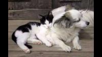家里先养了猫后养狗，请问如何让他们和平相处啊？