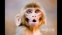 对恒河猴开展的临床前研究表明，单次注射基因
