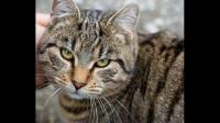 怎么防止猫咪身上的跳蚤和虱子啊？