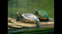 为什么那么多人放生巴西龟？