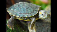 可以当宠物的深水龟有哪些品种？