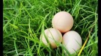 台湾每天缺 120 万颗鸡蛋，已紧急启动「南蛋北送」，为什么会出现这种情况？