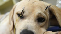 网上传播的宠物针灸治疗是否意味着中医已经掌握了狗的经络？