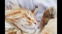 如果猫咪中暑，该如何急救？