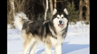最近想养一只阿拉斯加，狼版阿拉斯加和熊版阿拉斯加哪个更好？