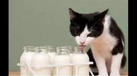 两个月的猫猫可以用舒化奶代替羊奶粉嘛?还是有其他的推荐？