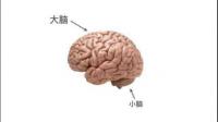 人的脑袋剧烈晃动的时候脑子为什么不会变成一团浆糊？