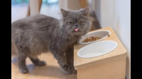 肠胃不是很好的猫咪适合什么牌子的猫粮 成猫粮?