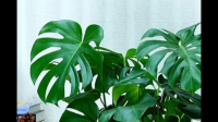 新装修房里面放什么植物可以去甲醛？