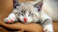猫睡在被窝里会有什么细菌隐患吗？