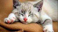 猫睡在被窝里会有什么细菌隐患吗？