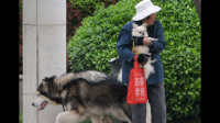 湖北一女子跳楼去世，家属称曾与「遛狗不牵绳