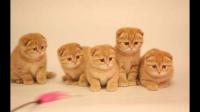 田园橘猫也一定必须打疫苗（猫三联）吗？