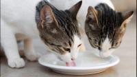 猫咪从小就爱喝水，这到底是好还是不好呢？