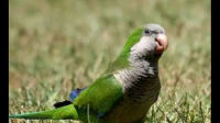 养一只绿和尚鹦鹉是一种什么样的体验？