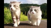 同时养两只猫，他们的磨合期到底要多久？会有天生不和性格一直相处不来的两只猫吗？