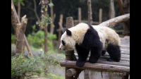 当前的「熊猫热」是否存在把熊猫过度「拟人化」「萌宠化」的倾向？这样可能带来哪些利弊？