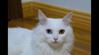 为什么80年代波斯猫很火，一个眼睛蓝一个眼睛