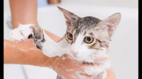 经常给猫咪洗澡有哪些隐患？