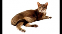 阿比西尼亚猫有什么特殊的行为习惯？