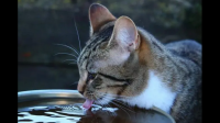 猫如果长时间不喝水会怎样？