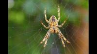 对蜘蛛的恐惧的来源是什么？