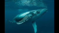 鲸鱼长得像鱼，名字里也有个鱼字，所以是否可得鲸鱼等于鱼类？