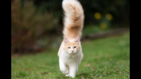 猫的尾巴上竖是什么意思?