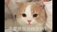 有哪些可爱到哭泣的猫咪图片或者表情包？