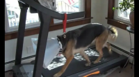 可以训练跑步机遛狗吗？让狗自己跑步？
