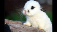 有哪些兔子品种适合当宠物？