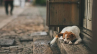 养宠物真的能治疗抑郁症吗？