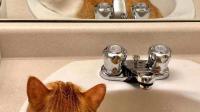 为什么猫咪总爱拱翻水碗？