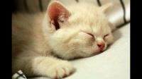 夏天猫咪喜欢一直躺在冰凉的瓷砖上，它不会坏