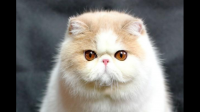 加菲猫是波斯猫的一种吗？还是两种猫的混血？听
