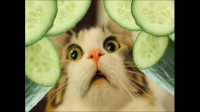 猫咪为什么怕黄瓜啊？我家猫看到黄瓜都炸毛？