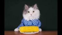 猫可以吃玉米吗？