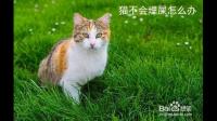 养一只不会自己埋屎的猫是一种怎样的体验？