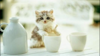 猫为什么喜欢喝人杯子里的水？