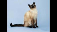 你见过最漂亮的暹罗猫是什么样子的？