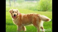 狗的髋关节发育不良是怎么确诊的？