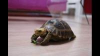 请问哪种可以作为宠物来养的陆龟能长很大？还能活很久的？