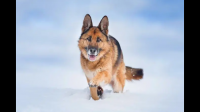 在山区放羊是德国牧羊犬好还是边境牧羊犬好?