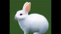 如何避免宠物兔子在夏天中暑?