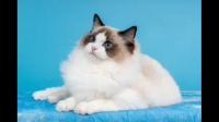 养一只布偶猫有哪些优缺点？
