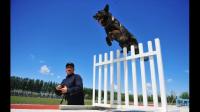 一只训练有素的警犬有多厉害？它们要通过哪几项考试？